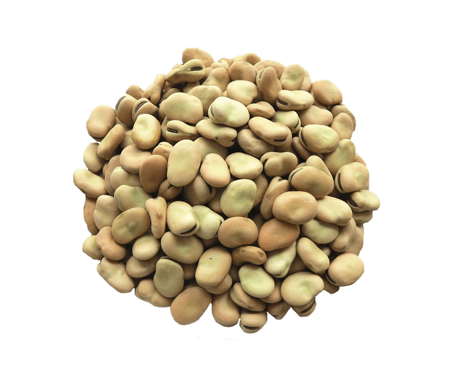 Fava Beans | Farinart